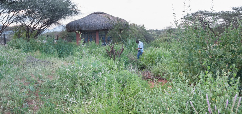 Conservation area around the dinning hall