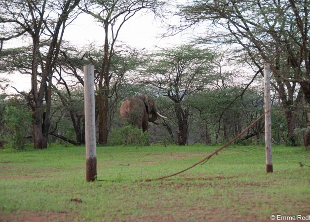 Can elephants do the high jump?