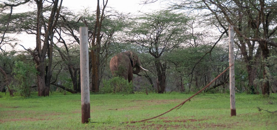 Elephant and the high jump