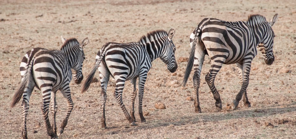 Zebras barely able to walk as they slowly die of starvation.