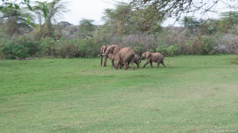 Elephant on the playing field