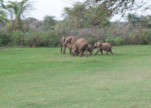 Elephant on the playing field