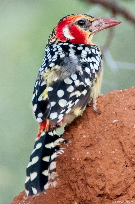 Red and Yellow Barbet