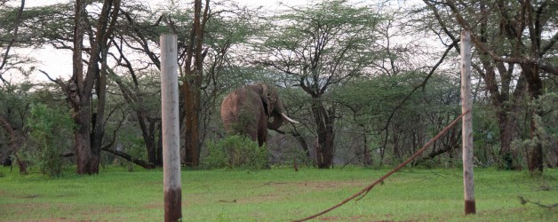 Elephant and the high jump