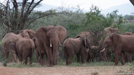 Elephant neighbours