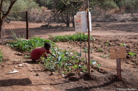 Growing food in a drought is tough!