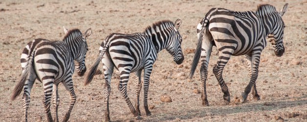 Zebras barely able to walk as they slowly die of starvation.