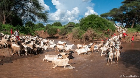 Goats crossing at the junction of the Sirgon and Ngare Ndare Rivers